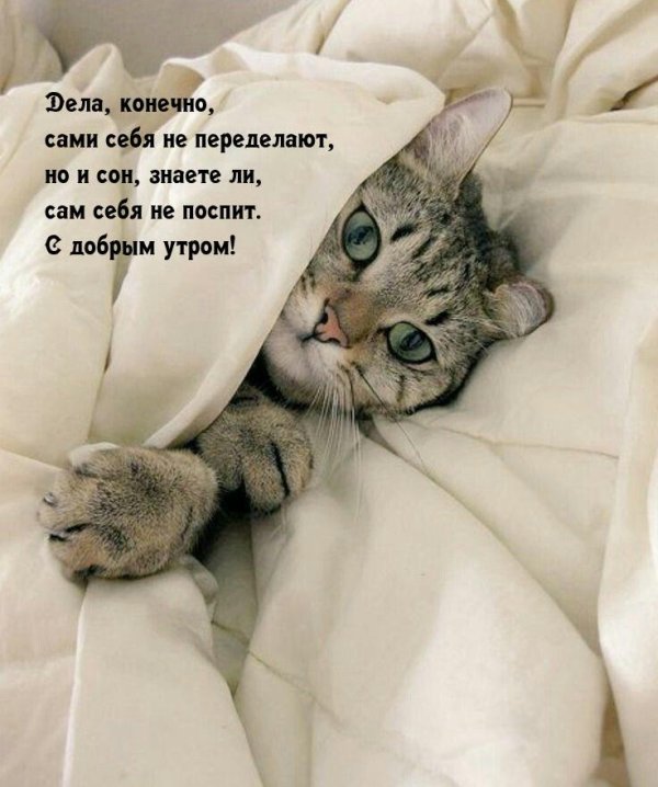 кровать для кошки