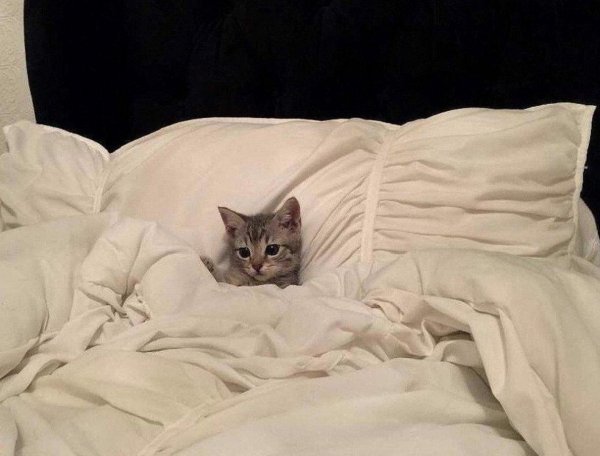 проснулся утром