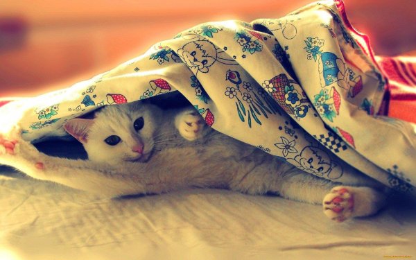 под одеялами