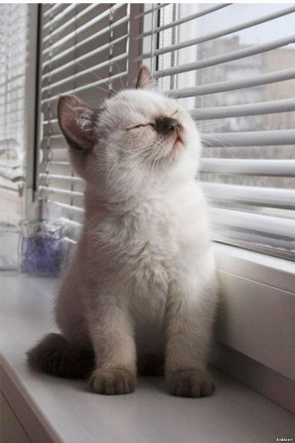 британская котенок