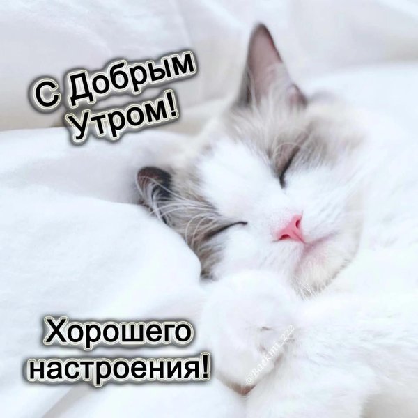 с добрым утром