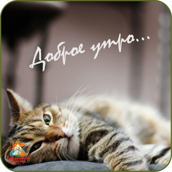 доброго утра с кошками
