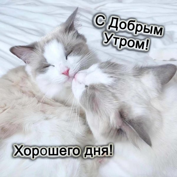 доброе утро няшные
