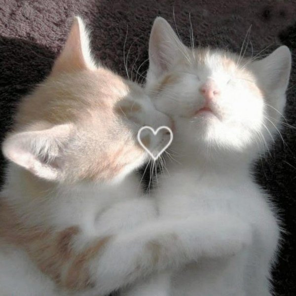 люблю тебя моя кошечка