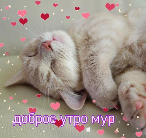 доброго утра с котиками