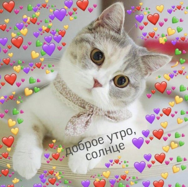 милые котики доброе утро
