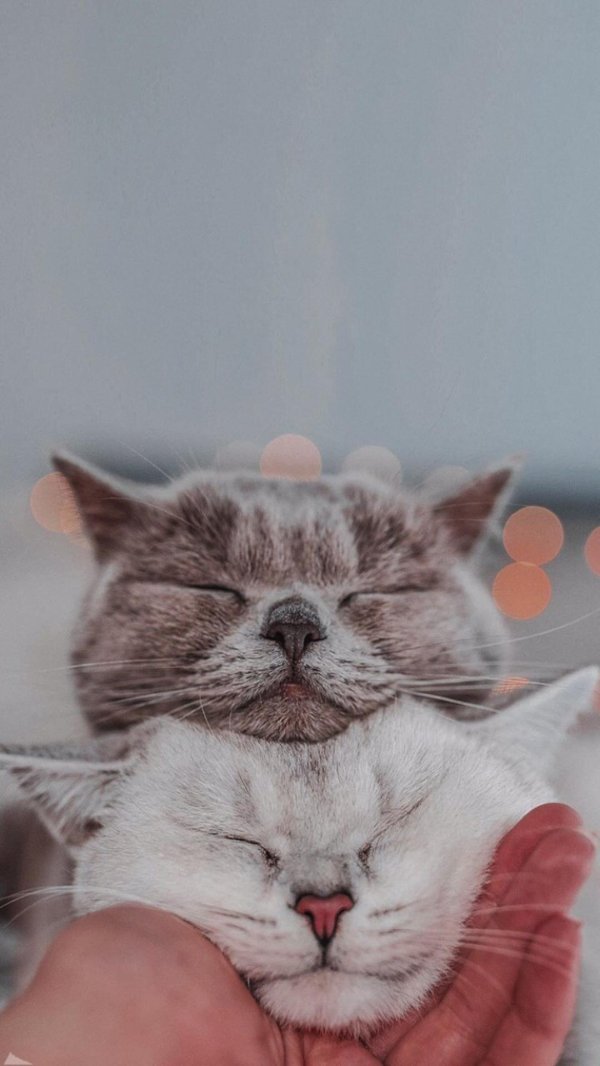 котики позитив