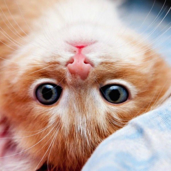 милых котиков