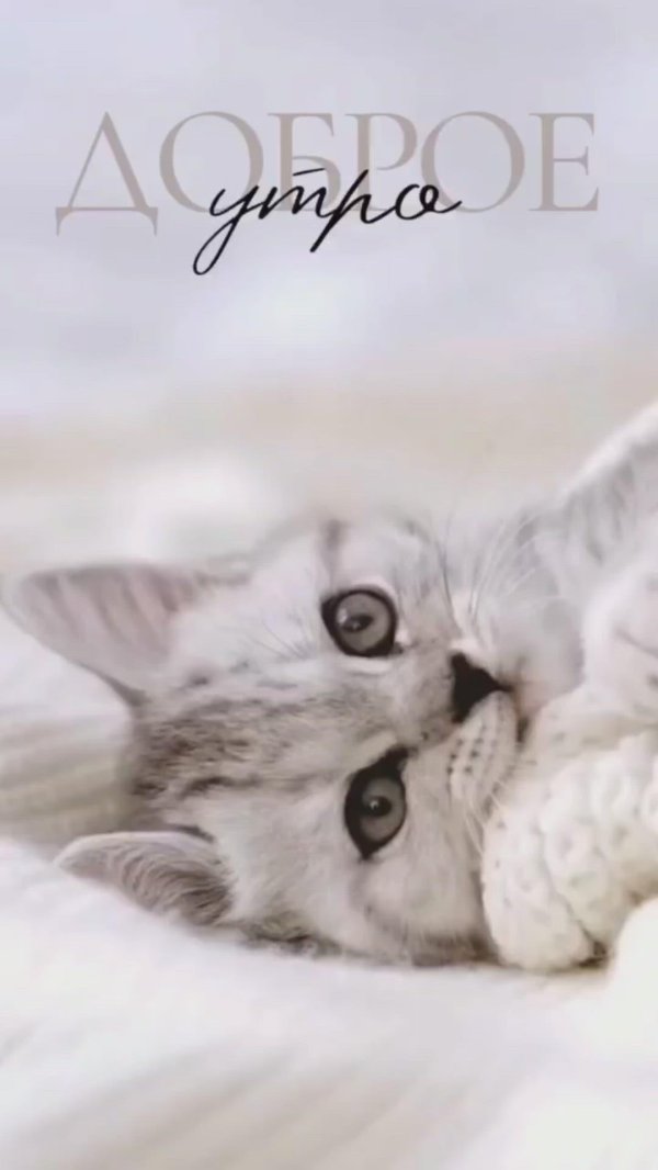 милые кошки