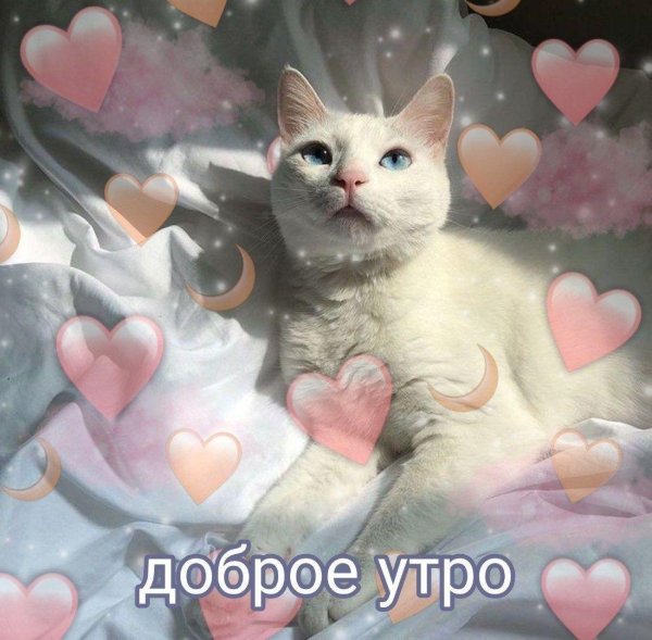 милые пикчи доброе утро