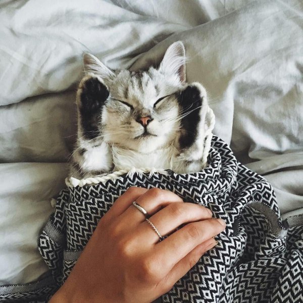 фотосессия с котом