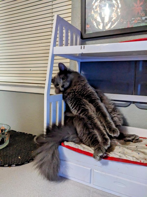 приколы про кошек