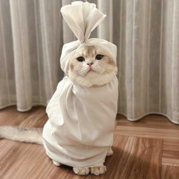 кошка смешная