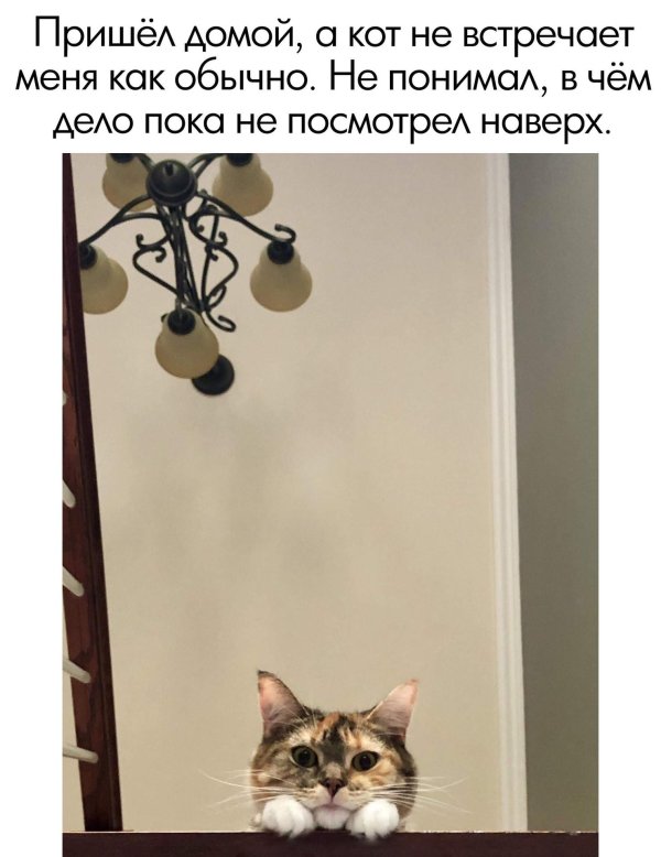 юмор коты