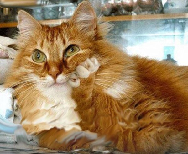 рыжего кота