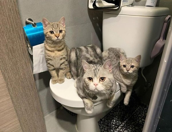 кошка в деле