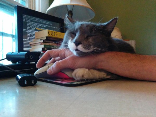 котики на работе