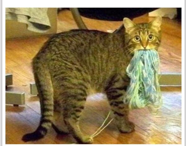 милые котики смешные