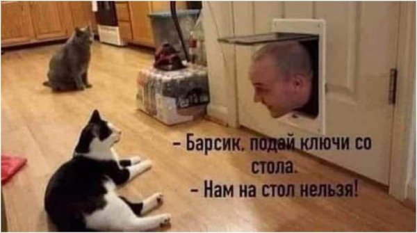 про котиков
