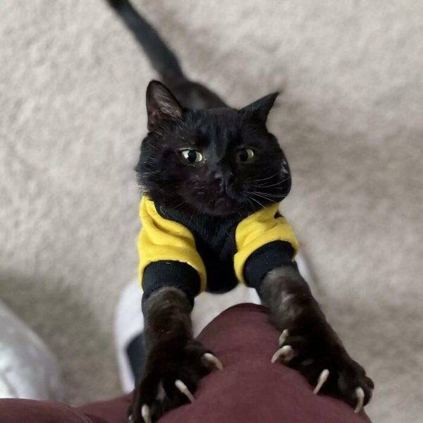 прикольные фото кошек