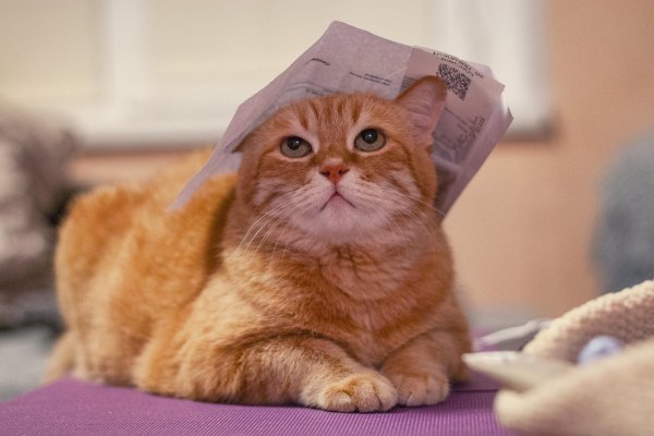 рыжего кота