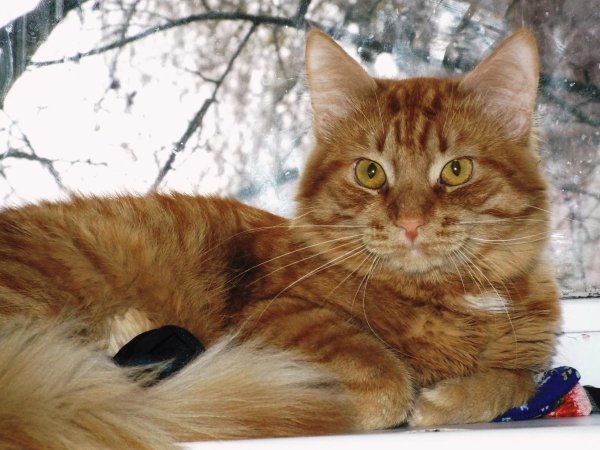 мейн кун рыжие