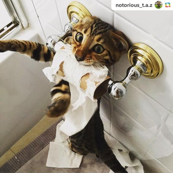 котики шкодники