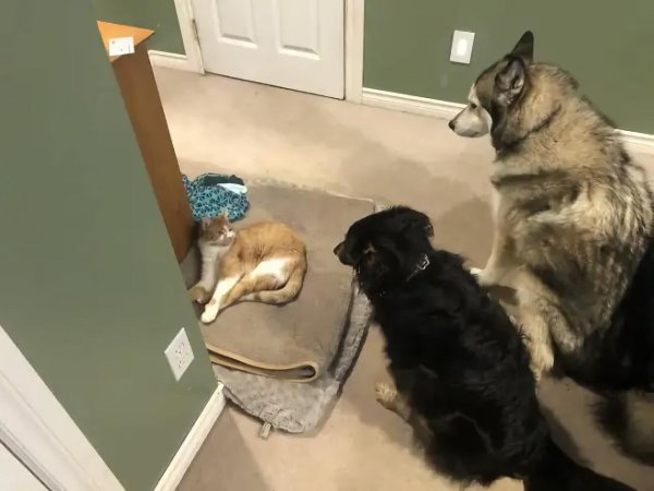 кошка с собакой