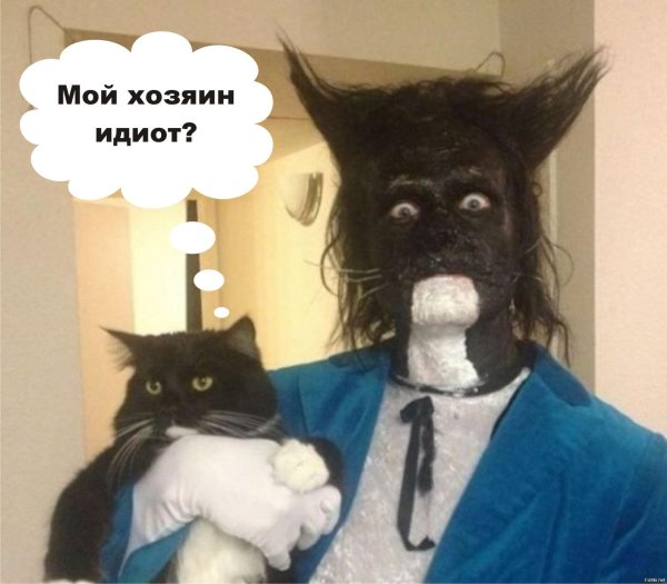 упоротые коты