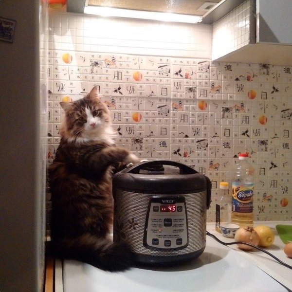 котенок домашний