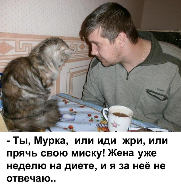 анекдоты про котиков