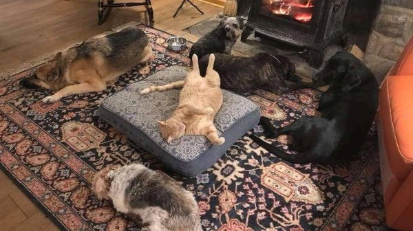 дом для кошки