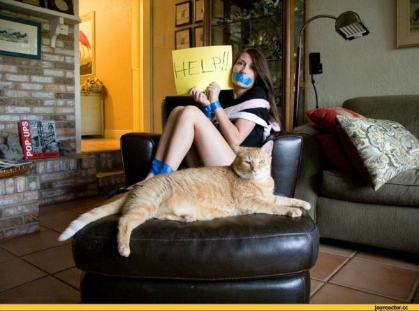 котики демотиваторы