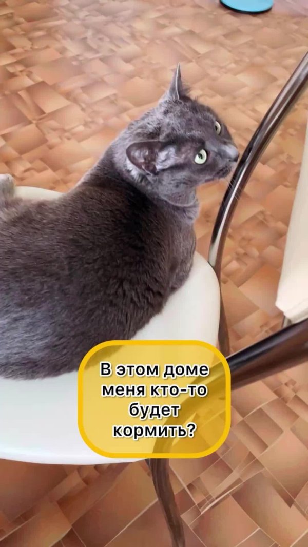 о котах