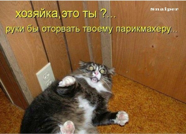 прикольные коты с надписями