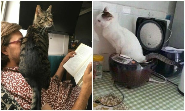 кошка и хозяин