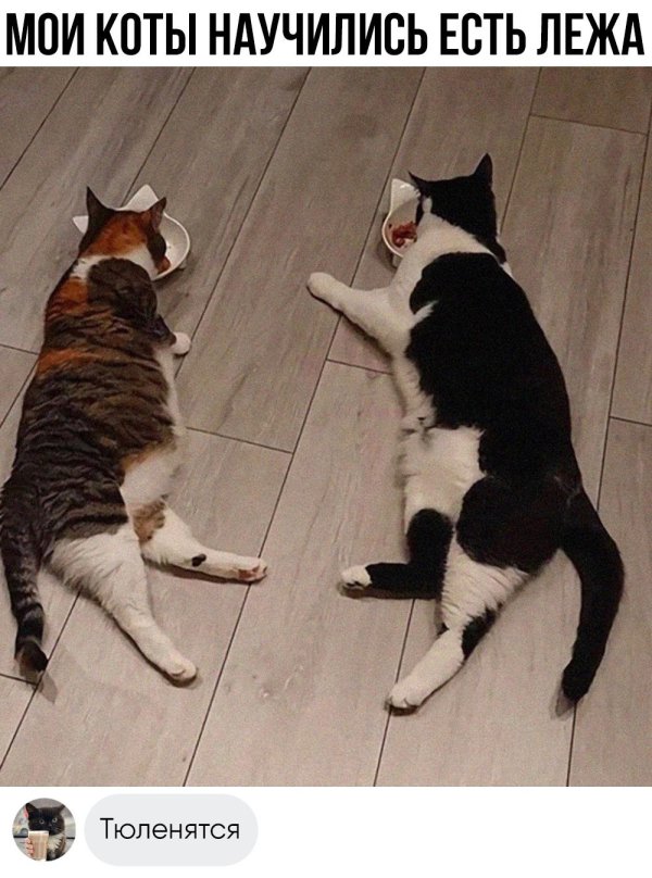 банда кошек