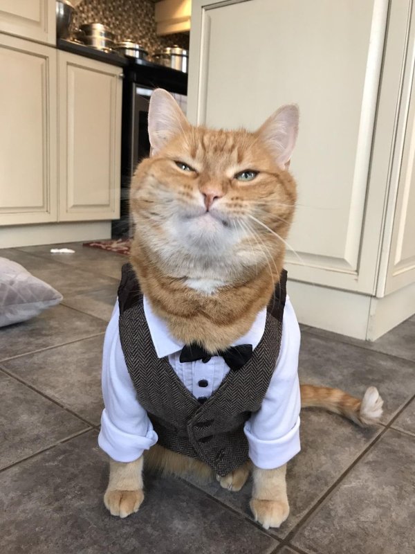 котик в костюме
