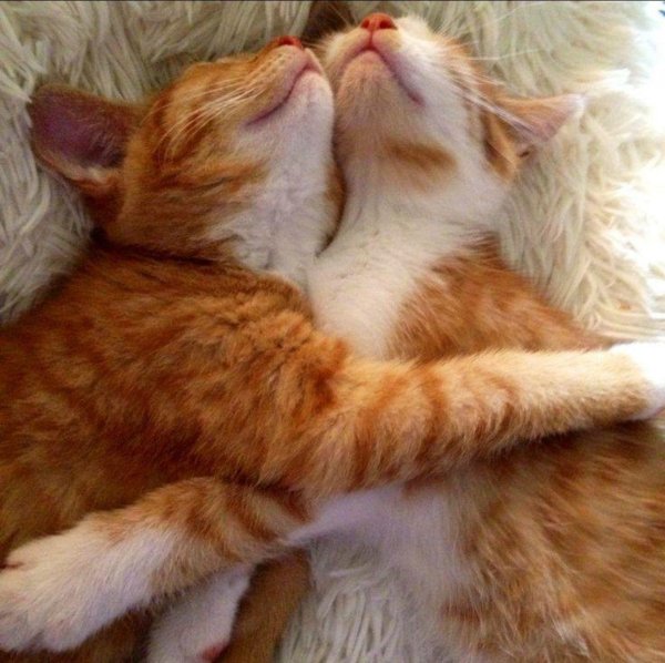 Обнимашки котики