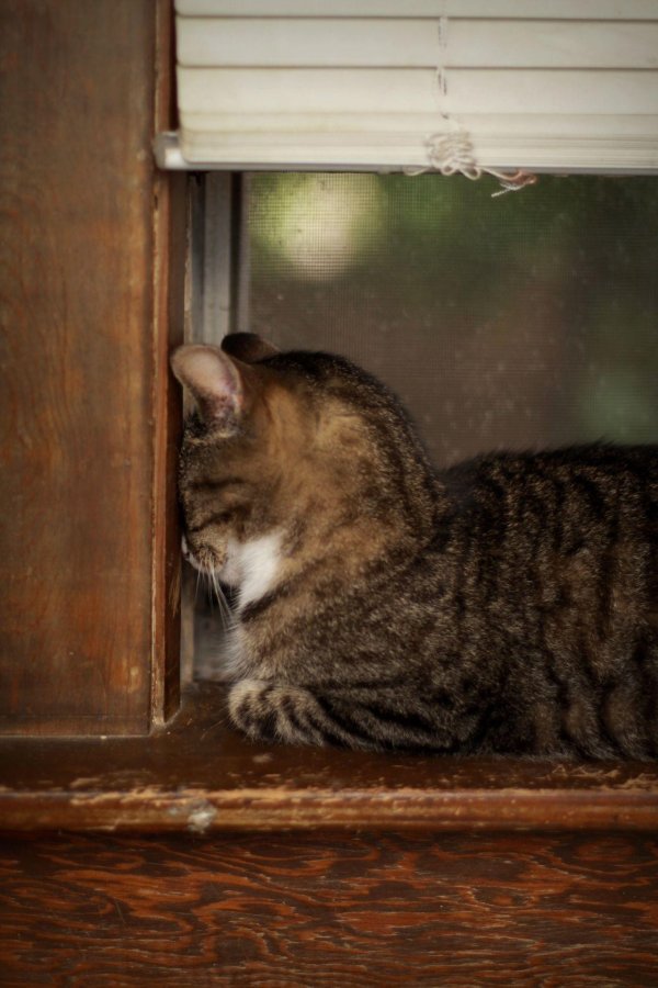 Котик грустит