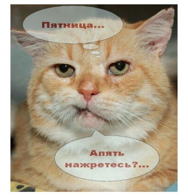 Пятница с котиками
