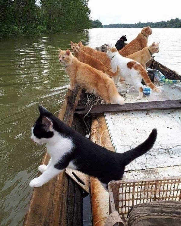 Коты на рыбалке