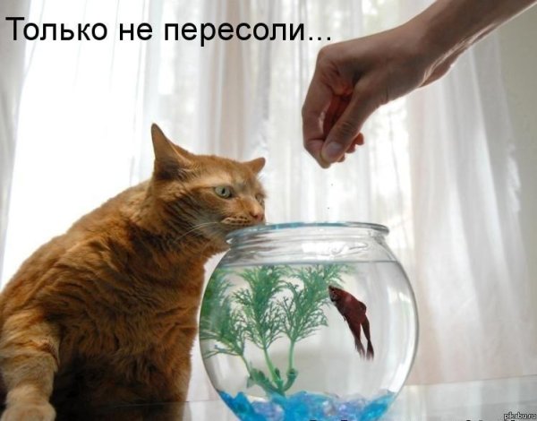 Кот и аквариум