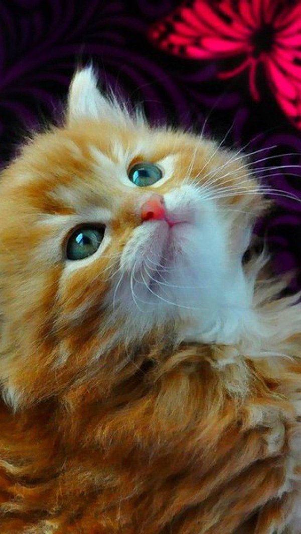 Для телефона котики