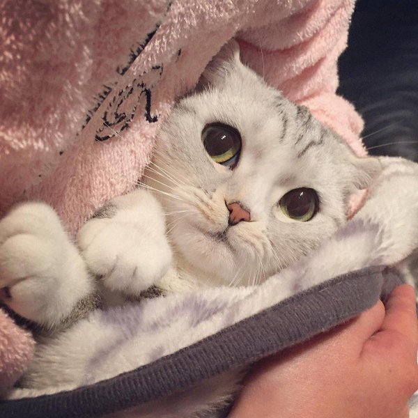 На аву с котами