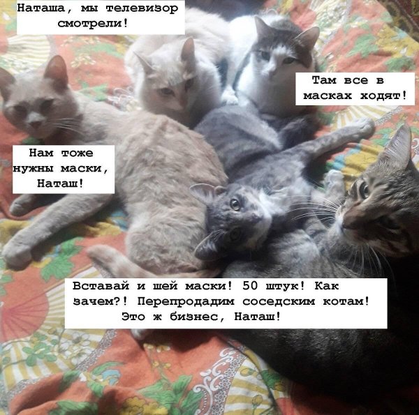 котики с надписями смешные