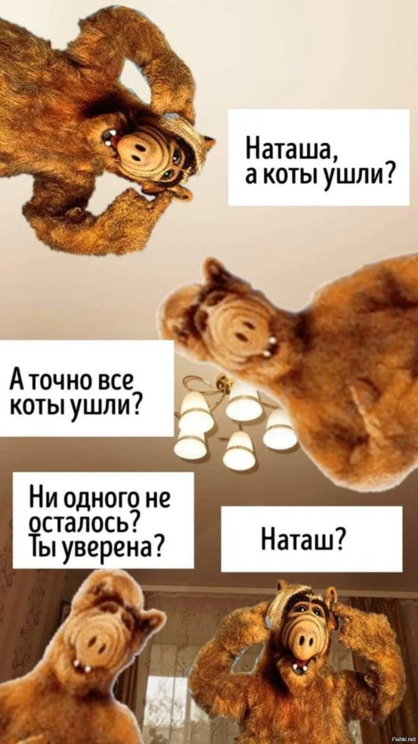 коты наташ