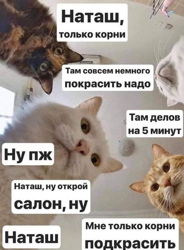 коты наташ
