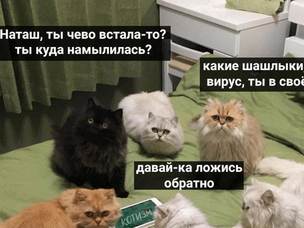 мемы с котами