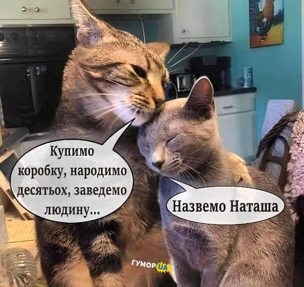 кошачья любовь